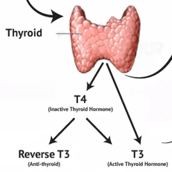t3 (triiodothyronine) reverse test